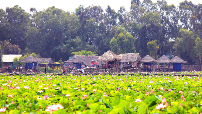 Cánh đồng sen khoe sắc tại Tháp Mười