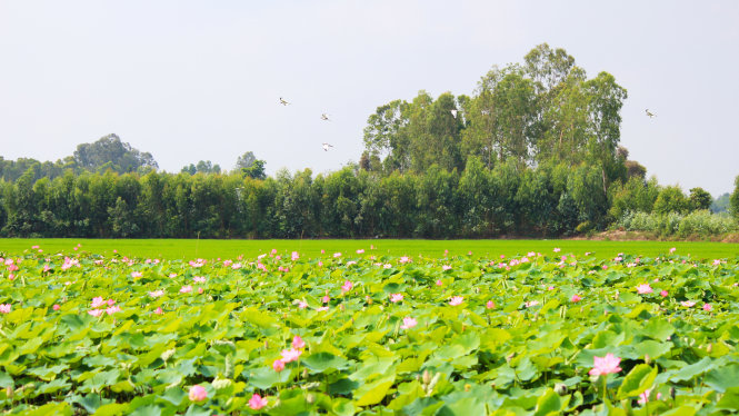 Cánh đồng sen khoe sắc bên ruộng lúa xanh mướt