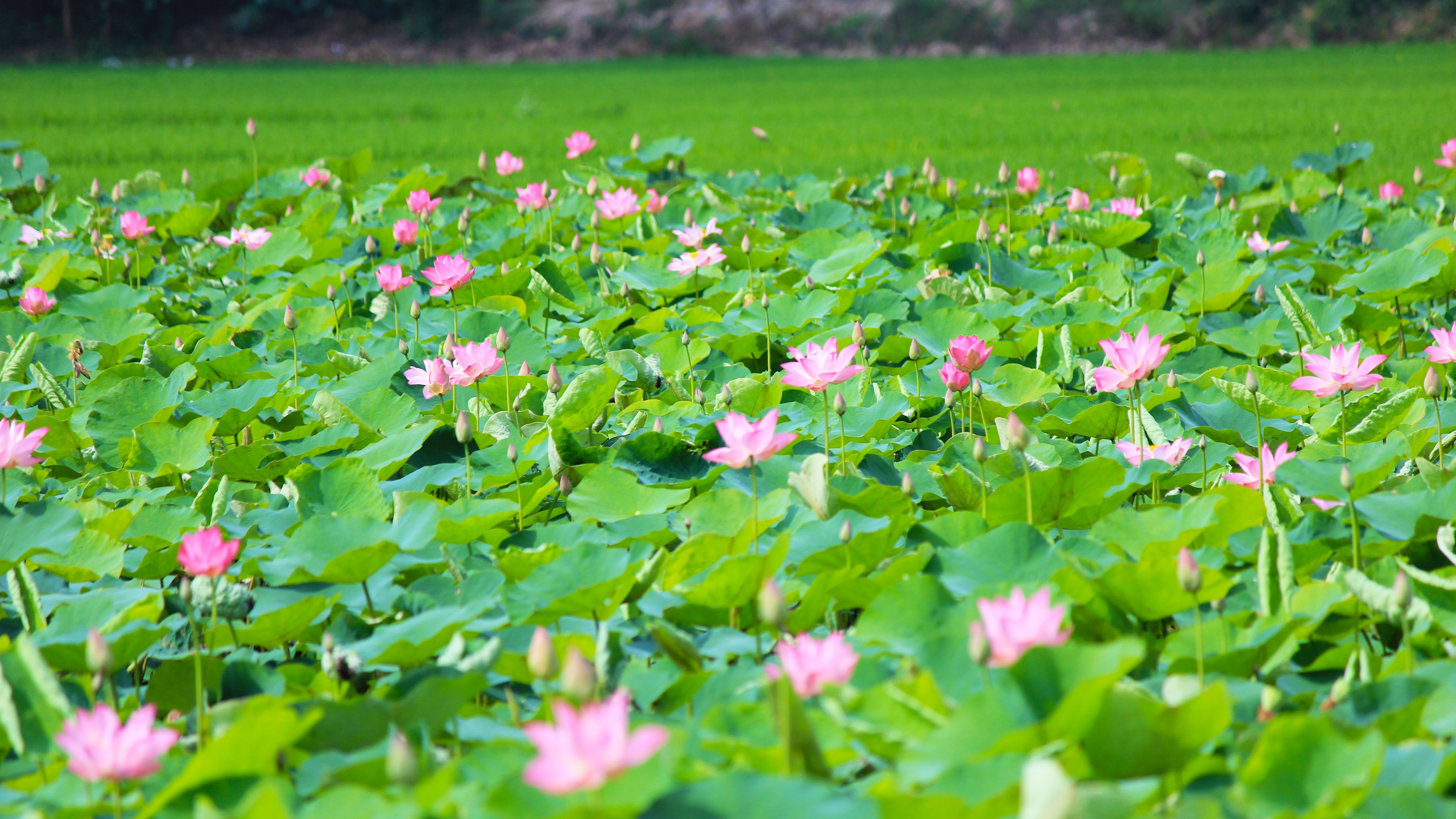 Mùa sen nở rộ ở Tháp Mười