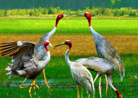 Tham quan du lịch tận mắt đàn sếu đầu đỏ còn sót lại...Tham quan du lịch tận mắt đàn sếu đầu đỏ còn sót lại...